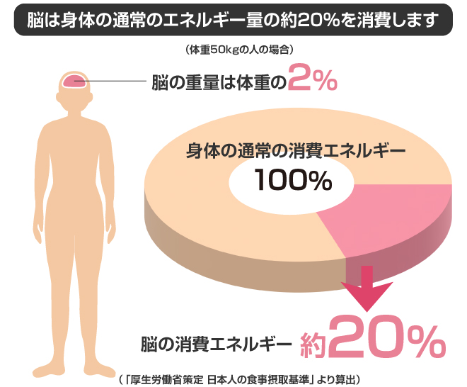 脳は身体の通常のエネルギー量の約20％を消費します