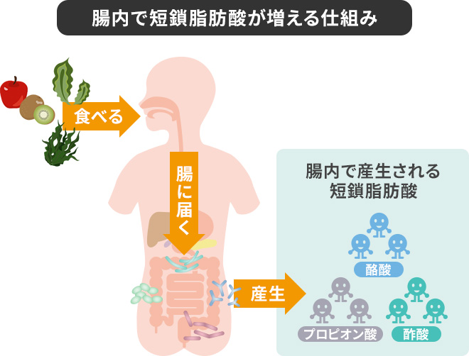 腸内で短鎖脂肪酸が増える仕組み